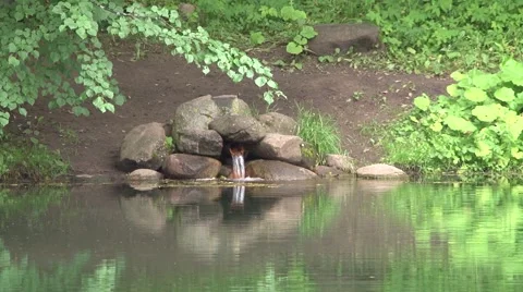 Streamlet Stock Footage 908360