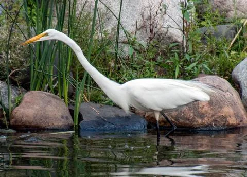 Streamlined egret Stock-Fotos