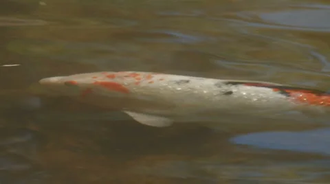Streamlined koi Stock Footage 5163272