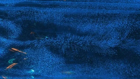 Streams of bubbles move along different trajectories in the thickness of water Stock Footage 303299947