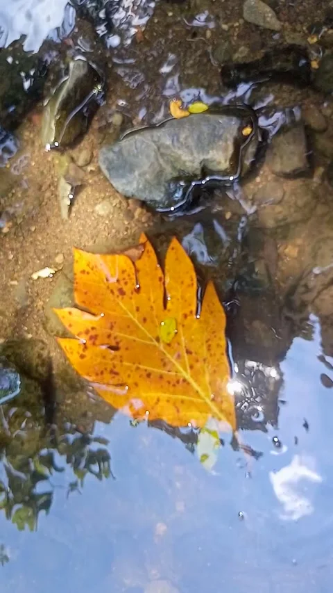 Streams of clear water flow between the rocky grooves in the river Stock Footage 236808277