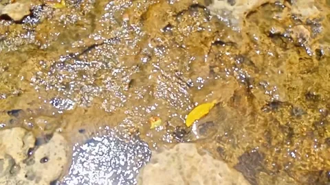 Streams of clear water flow between the rocky grooves in the river Stock Footage 236808456