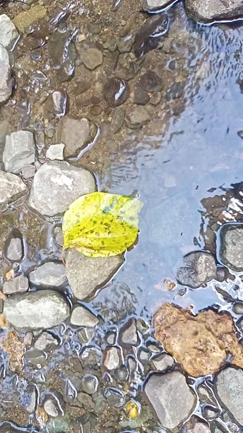 Streams of clear water flow between the rocky grooves in the river Stock Footage 236812609