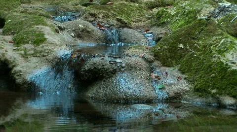 Streams flowing over rocks covered with moss Stock Footage 526205