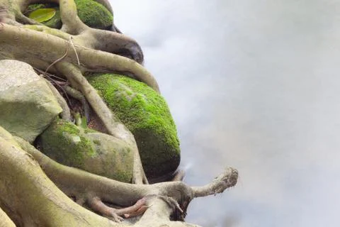 Streams flowing through the trees Stock Photos