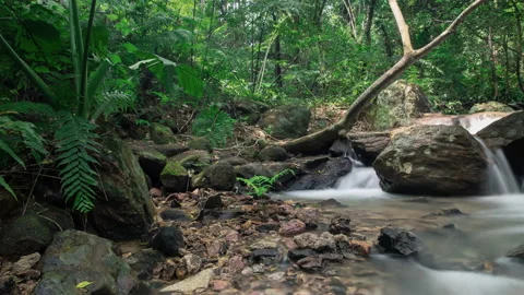 Streams in the forest Stock Footage 138780484