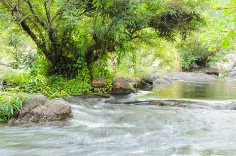 Streams in forest Stock Photos