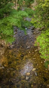 Streams in the forest Foto stock