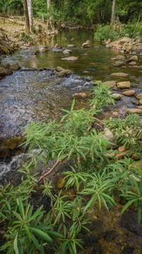 Streams in the forest Foto stock