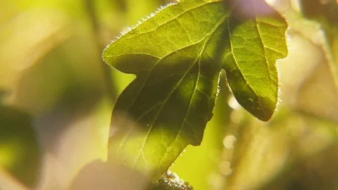 Streams of rain fall on the green garden plant leaves under the rays of sun Stock-Footage 88327911
