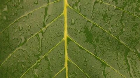 Streams of rain flow over the walnut leaf. 스톡 동영상 81597793