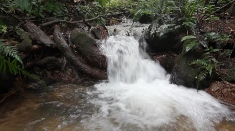 Streams in the rain forest Stock-Footage 44019362