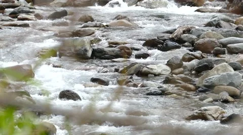 Streams Salmon Video stock 60809998