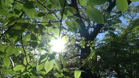 Streams of sunlight beat into camera throut young green leaves Stock Footage 154509671