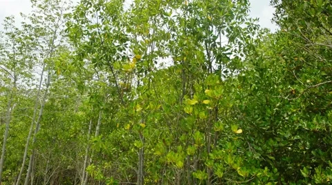 Streams in tropical forest Stock Footage 62804689