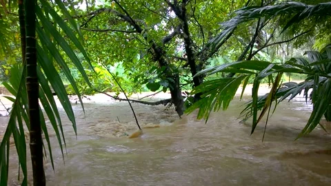 Streams of water and close-up with dirty water farm palm. Stock Footage 203831802