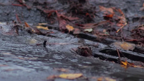 Streams of water flow from the road into a storm drain with dry leaves during Stock Footage 291676904