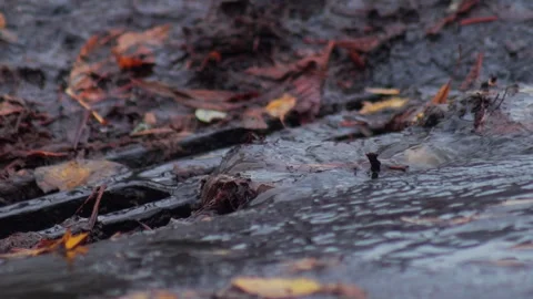 Streams of water flow from the road into a storm drain with dry leaves during Stock Footage 308628447