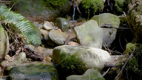 Streams of water running between the stones Stock Footage 137932449