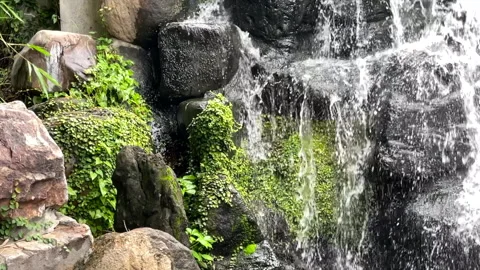 Streams Of Water Rushing Over Mossy Rocks And Green Vines Stock Footage 344237975
