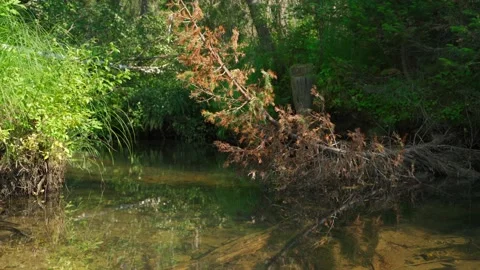 Streams in wild deserted forest. Water ecoresources of nature. Stock Footage 160422907