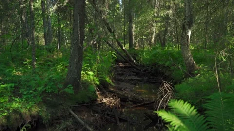 Streams in wild deserted forest. Water ecoresources of nature. Stock Footage 160423003