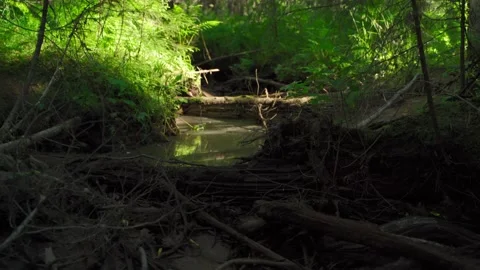 Streams in wild deserted forest. Water ecoresources of nature. Stock Footage 160423020