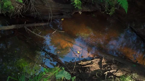 Streams in wild deserted forest. Water ecoresources of nature. Stock Footage 160423024