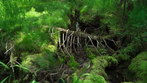 Streams in wild deserted forest. Water ecoresources of nature. Stock Footage 160896257