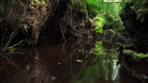 Streams in wild deserted forest. Water ecoresources of nature. Stock Footage 160896278