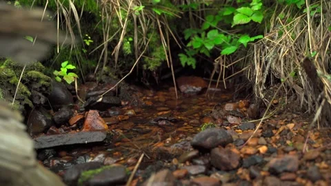Streams in wild deserted forest. Water ecoresources of nature. Stock Footage 160897599