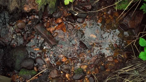 Streams in wild deserted forest. Water ecoresources of nature. Stock Footage 160897624