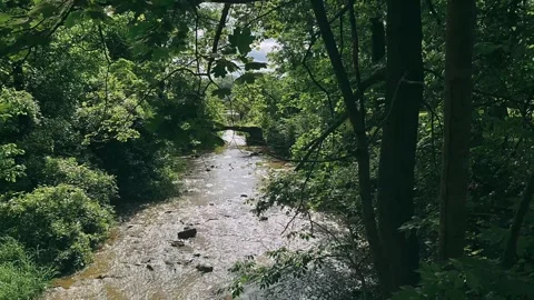 Streams,flowing, tree, flow, mountain, water, waterfall, moss, beauty, Stock Footage 246820074