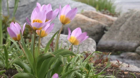 Streamside Flowers Video stock 751859