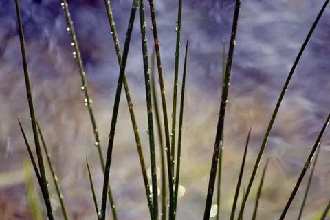 Streamside Grass Covered in Rain Drops Stock Photos