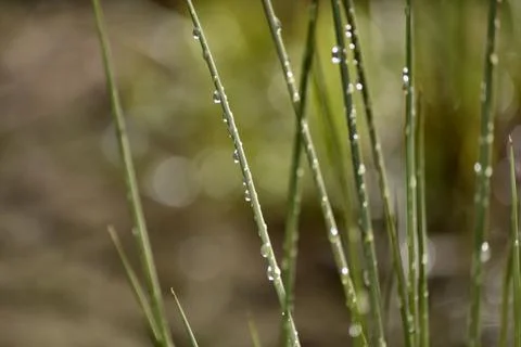 Streamside Grass Covered in Rain Drops Stock Photos