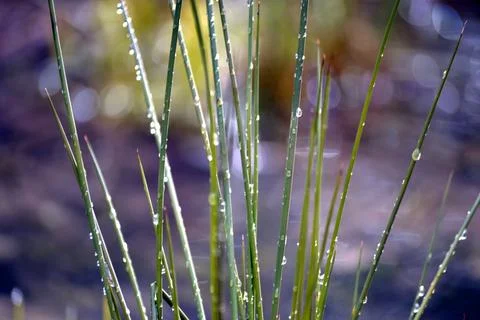 Streamside Grass Covered in Rain Drops Stock Photos