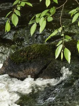 Streamside Moss Scene. Mossy Rocks With Flowing Water And Drifting Foliage Stock Photos