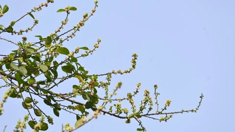Streblus asper tree flowers. Stock Footage 321862534