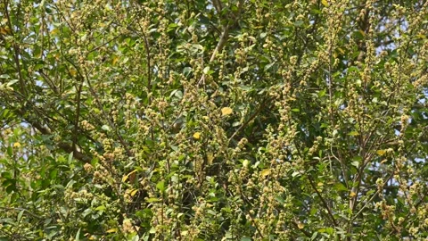 Streblus asper tree flowers. Stock Footage 321862540