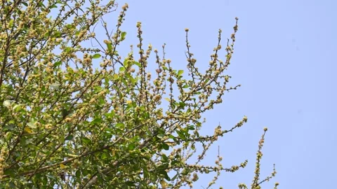Streblus asper tree flowers. Stock Footage 321862549