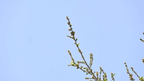 Streblus asper tree flowers. Stock Footage 321862555
