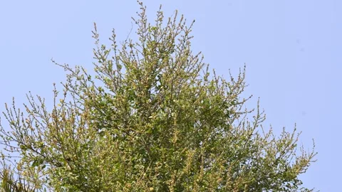 Streblus asper tree flowers. Stock Footage 321862569