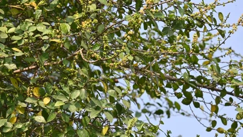 Streblus asper tree flowers. Stock Footage 321862678