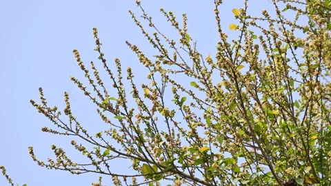 Streblus asper tree flowers. Stock Footage 321862916