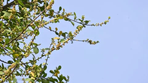 Streblus asper tree flowers. Stock Footage 321862943