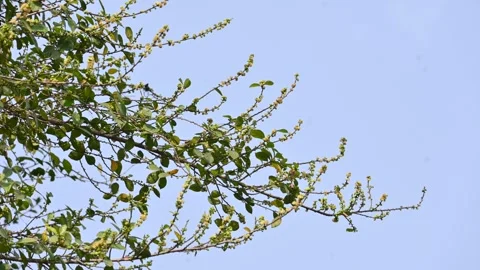 Streblus asper tree flowers. Stock Footage 321862946