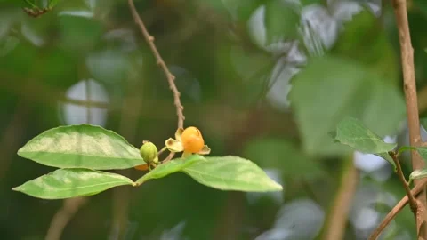 Streblus asper tree fruit. Stock Footage 344390182