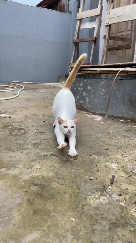 Streching cat Stock Footage 276676967
