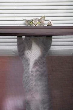 Strechy Cat Stock Photos